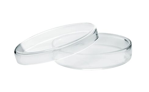 Petri Dish, 3" (80mm) - Beaded Edges - Easy to Sterilize for Repeated Use - Soda Glass - Eisco Labs in Saudi Arabia
