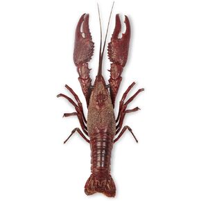 Carolina's Perfect Solution® Crayfish, 3 to 4", Plain, Pail of 10 in Kuwait