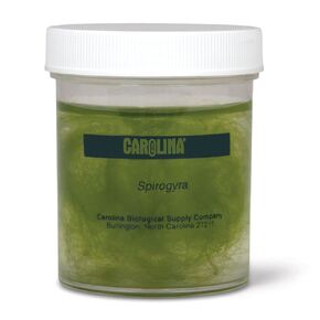 Spirogyra Culture, Living in Kuwait