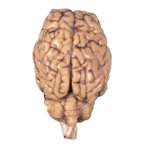 Formalin Sheep Brain, Dura Mater Removed, Plain, 1 Per Bag in Kuwait