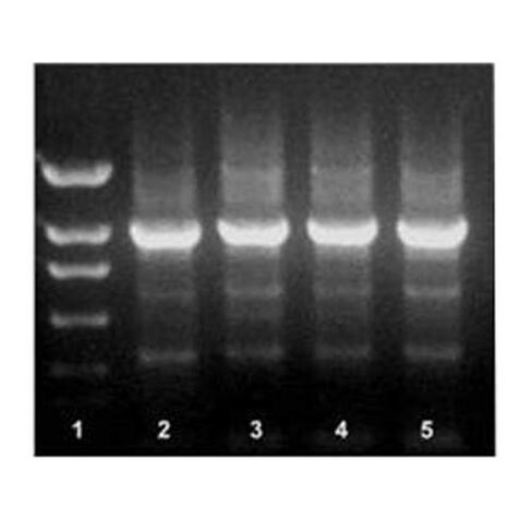 E2010B-50RXN Actaq High Fidelity Mastermix 2X, 50 Reactions/Vial in Kuwait