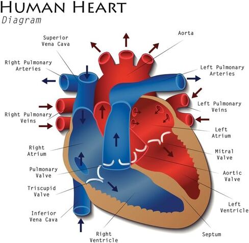 Heart Anatomy Poster Human Cardiac Diagram Educational Chart Cool Wall Art Print Poster 12x18 in Kuwait