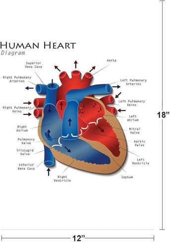 Heart Anatomy Poster Human Cardiac Diagram Educational Chart Cool Wall Art Print Poster 12x18 in Kuwait