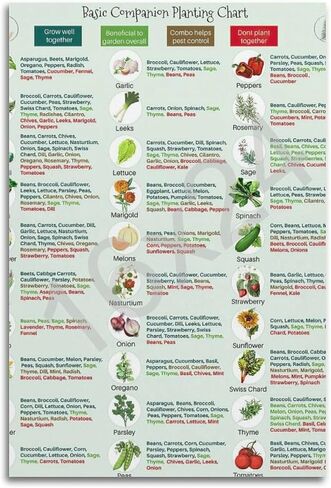 GHJFDF Basic Companion Planting Chart Poster Garden Planting Types Reference Guide Wall Poster for Room Aesthetic Posters 12x18inch(30x45cm) in Kuwait