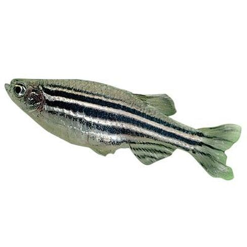 Zebra Fish (Danios), Living, Female, Pack of 3 in Kuwait