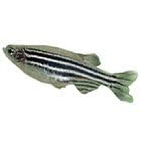 Zebra Fish (Danios), Living, Female, Pack of 3 in Kuwait