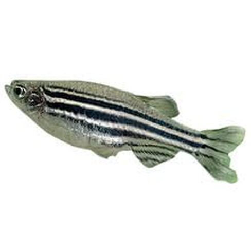 Zebra Fish (Danios), Living, Female, Pack of 3 in Kuwait