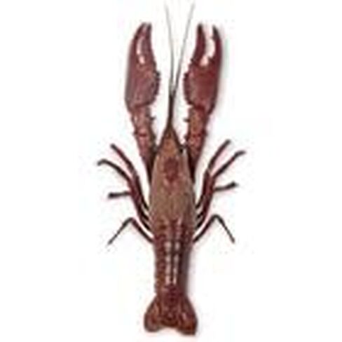 Carolina's Perfect Solution® Crayfish, 3 to 4", Plain, Pail of 10 in Kuwait
