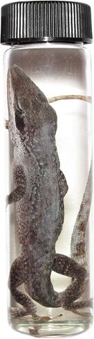 عينة BicBugs Anole Lizard الرطبة in Kuwait