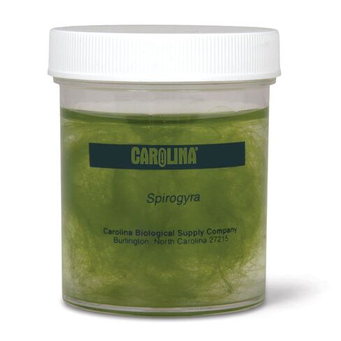 Spirogyra Culture, Living in Kuwait