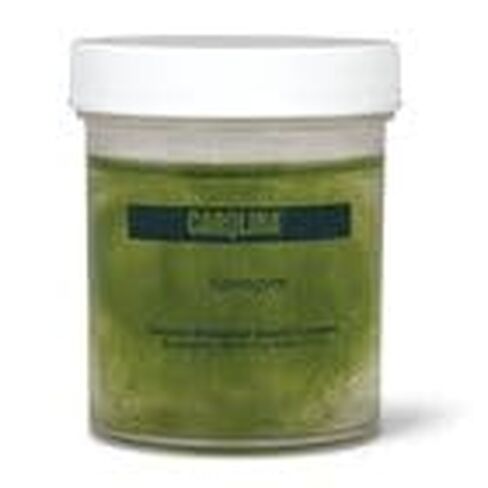 Spirogyra Culture, Living in Kuwait