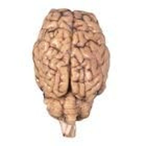 Formalin Sheep Brain, Dura Mater Removed, Plain, 1 Per Bag in Kuwait