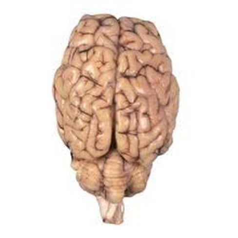 Formalin Sheep Brain, Dura Mater Removed, Plain, 1 Per Bag in Kuwait