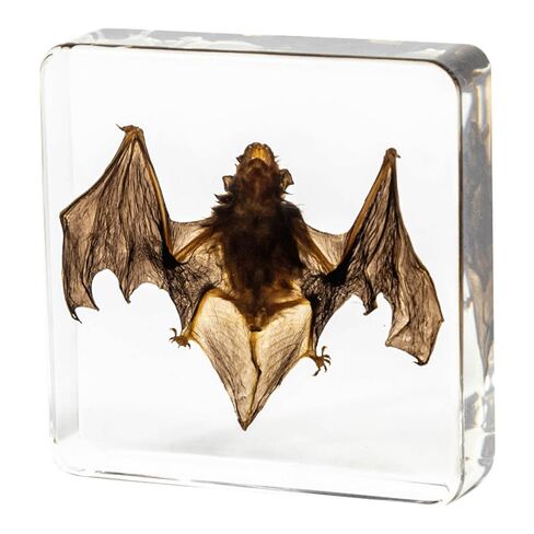 Taxidermy Bat, Real Bat Specimens Animal Specimen in Resin for Science Classroom Science Education (Bat-3 * 3 * 1 inch) in Kuwait
