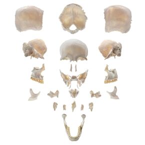 22 نموذج جمجمة بشرية قابلة للفصل جزئيًا، نموذج جمجمة بالحجم الطبيعي مع دليل المنتج التفصيلي، مناسب للتعليم الطبي، وأبحاث العظام، وتدريب الطلاب والأطباء in Kuwait