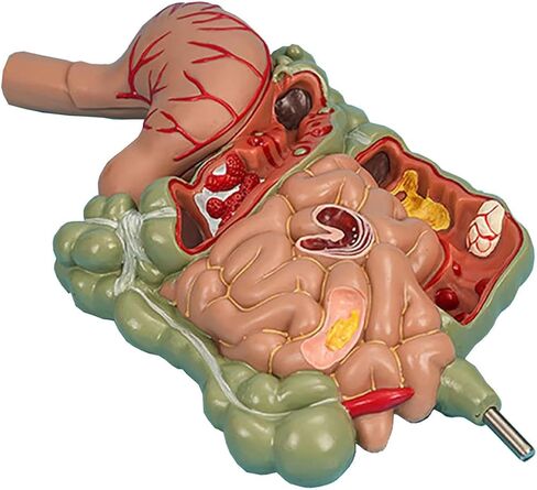 Human Stomach Anatomy Model Pathological Digestive System Model, Removerable Teaching Model,Stomach Section Large Small Intestine Medical Model Anatomy in Kuwait