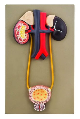 EISCO Kidney with Bladder Model - Hand Painted Urinary Organs, 15" x 9" Approx., Anatomically Accurate for Education & Patient Demonstrations in Kuwait