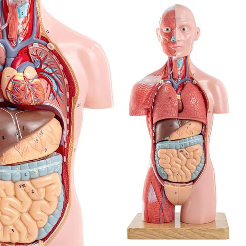 Half Life Size Human Body Model, 16 Part 17'' Human Torso Anatomy Model with Removable Organs Brain Lung Stomach Heart for Medical Student Lab & Classroom Use in Kuwait