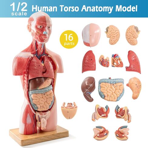 Half Life Size Human Body Model, 16 Part 17'' Human Torso Anatomy Model with Removable Organs Brain Lung Stomach Heart for Medical Student Lab & Classroom Use in Kuwait