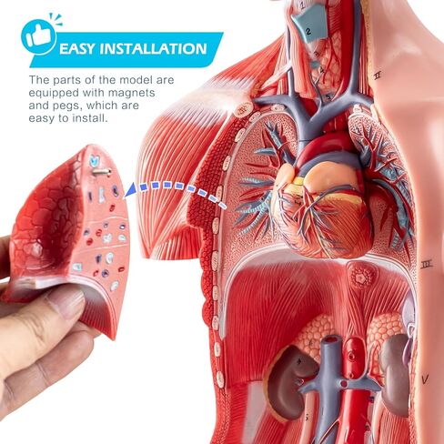 Half Life Size Human Body Model, 16 Part 17'' Human Torso Anatomy Model with Removable Organs Brain Lung Stomach Heart for Medical Student Lab & Classroom Use in Kuwait
