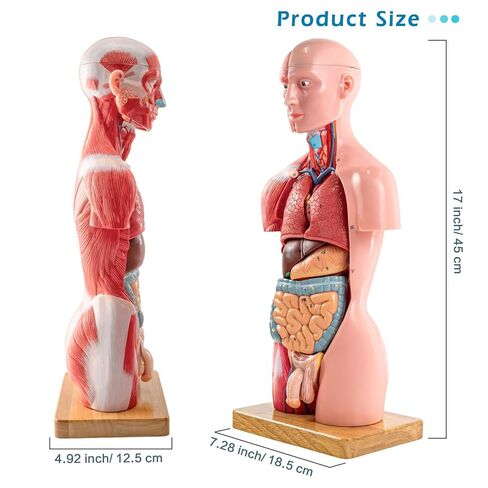 Half Life Size Human Body Model, 16 Part 17'' Human Torso Anatomy Model with Removable Organs Brain Lung Stomach Heart for Medical Student Lab & Classroom Use in Kuwait