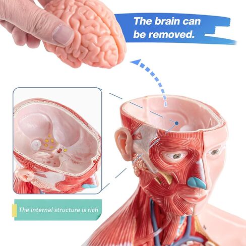 Half Life Size Human Body Model, 16 Part 17'' Human Torso Anatomy Model with Removable Organs Brain Lung Stomach Heart for Medical Student Lab & Classroom Use in Kuwait