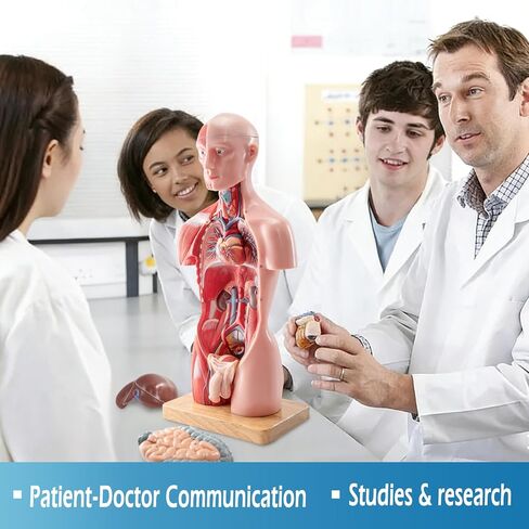 Half Life Size Human Body Model, 16 Part 17'' Human Torso Anatomy Model with Removable Organs Brain Lung Stomach Heart for Medical Student Lab & Classroom Use in Kuwait