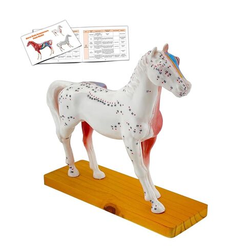 Horse Acupuncture Model, Animal Acupuncture Model Contains 116 Acupoints Half Acupoints and Half Muscles Used, for Veterinary Animal Anatomy Teaching and School Scientific Research Display in Saudi Arabia