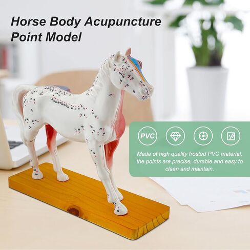 Horse Acupuncture Model, Animal Acupuncture Model Contains 116 Acupoints Half Acupoints and Half Muscles Used, for Veterinary Animal Anatomy Teaching and School Scientific Research Display in Saudi Arabia