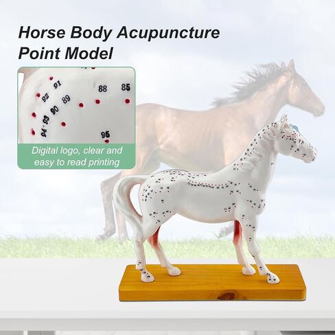 Horse Acupuncture Model, Animal Acupuncture Model Contains 116 Acupoints Half Acupoints and Half Muscles Used, for Veterinary Animal Anatomy Teaching and School Scientific Research Display in Saudi Arabia