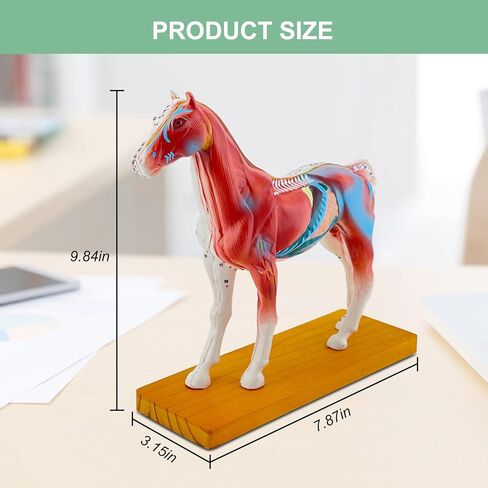 Horse Acupuncture Model, Animal Acupuncture Model Contains 116 Acupoints Half Acupoints and Half Muscles Used, for Veterinary Animal Anatomy Teaching and School Scientific Research Display in Saudi Arabia