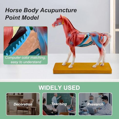 Horse Acupuncture Model, Animal Acupuncture Model Contains 116 Acupoints Half Acupoints and Half Muscles Used, for Veterinary Animal Anatomy Teaching and School Scientific Research Display in Saudi Arabia