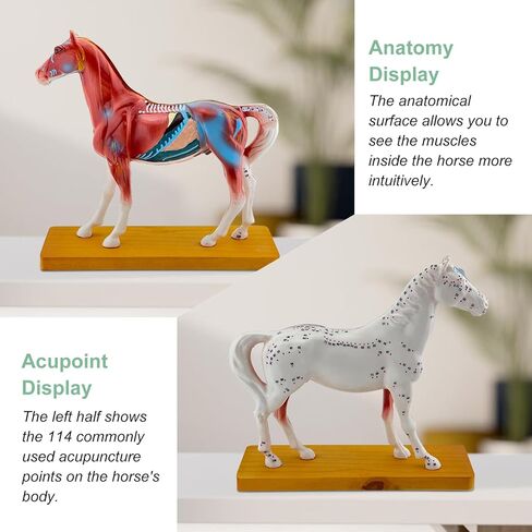 Horse Acupuncture Model, Animal Acupuncture Model Contains 116 Acupoints Half Acupoints and Half Muscles Used, for Veterinary Animal Anatomy Teaching and School Scientific Research Display in Saudi Arabia