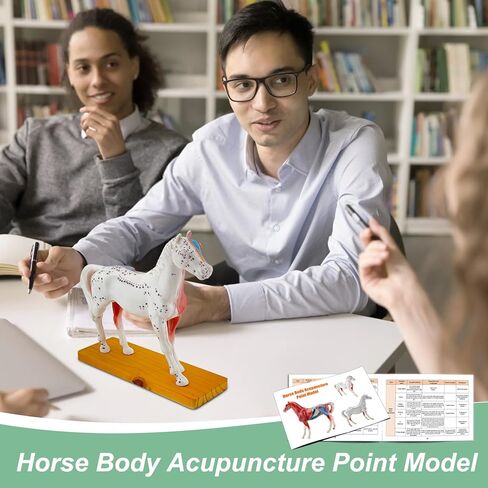 Horse Acupuncture Model, Animal Acupuncture Model Contains 116 Acupoints Half Acupoints and Half Muscles Used, for Veterinary Animal Anatomy Teaching and School Scientific Research Display in Saudi Arabia