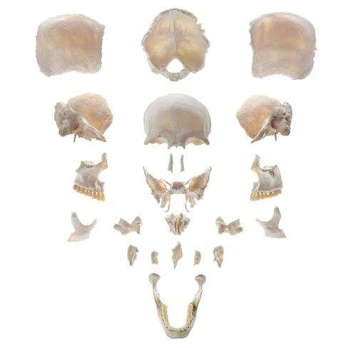 22 نموذج جمجمة بشرية قابلة للفصل جزئيًا، نموذج جمجمة بالحجم الطبيعي مع دليل المنتج التفصيلي، مناسب للتعليم الطبي، وأبحاث العظام، وتدريب الطلاب والأطباء in Kuwait