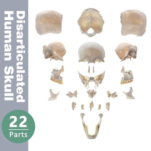 22 نموذج جمجمة بشرية قابلة للفصل جزئيًا، نموذج جمجمة بالحجم الطبيعي مع دليل المنتج التفصيلي، مناسب للتعليم الطبي، وأبحاث العظام، وتدريب الطلاب والأطباء in Kuwait