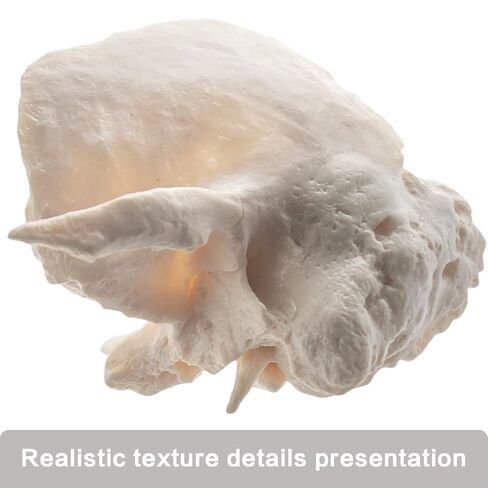 22 نموذج جمجمة بشرية قابلة للفصل جزئيًا، نموذج جمجمة بالحجم الطبيعي مع دليل المنتج التفصيلي، مناسب للتعليم الطبي، وأبحاث العظام، وتدريب الطلاب والأطباء in Kuwait