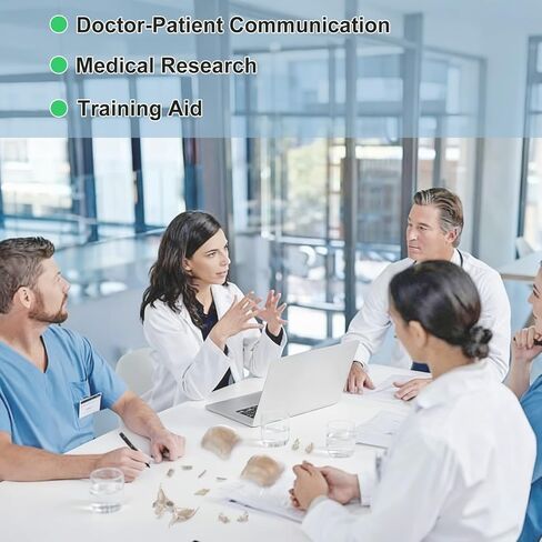 22 نموذج جمجمة بشرية قابلة للفصل جزئيًا، نموذج جمجمة بالحجم الطبيعي مع دليل المنتج التفصيلي، مناسب للتعليم الطبي، وأبحاث العظام، وتدريب الطلاب والأطباء in Kuwait