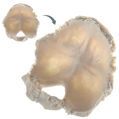 22 نموذج جمجمة بشرية قابلة للفصل جزئيًا، نموذج جمجمة بالحجم الطبيعي مع دليل المنتج التفصيلي، مناسب للتعليم الطبي، وأبحاث العظام، وتدريب الطلاب والأطباء in Kuwait