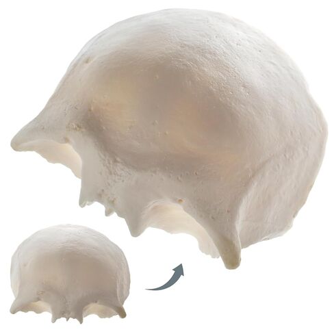 22 نموذج جمجمة بشرية قابلة للفصل جزئيًا، نموذج جمجمة بالحجم الطبيعي مع دليل المنتج التفصيلي، مناسب للتعليم الطبي، وأبحاث العظام، وتدريب الطلاب والأطباء in Kuwait