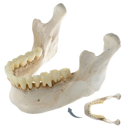 22 نموذج جمجمة بشرية قابلة للفصل جزئيًا، نموذج جمجمة بالحجم الطبيعي مع دليل المنتج التفصيلي، مناسب للتعليم الطبي، وأبحاث العظام، وتدريب الطلاب والأطباء in Kuwait