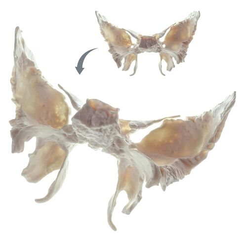 22 نموذج جمجمة بشرية قابلة للفصل جزئيًا، نموذج جمجمة بالحجم الطبيعي مع دليل المنتج التفصيلي، مناسب للتعليم الطبي، وأبحاث العظام، وتدريب الطلاب والأطباء in Kuwait