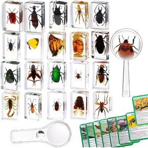 20 قطعة من الحشرات في مجموعة عينات الحشرات المحفوظة من الراتنج، أوزان الورق، حشرات الراتنج، عينات مختلفة من الحشرات للمكتب، والرجال، والنساء، وعلم الأحياء، ومدرس العلوم، والتعليم، ومستلزمات جمع الحشرات in Kuwait