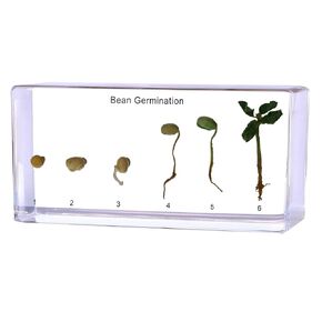 Frog Life Cycle Specimen in Resin - Real 5 Stage Development from Egg to Adult for Stem Science Biology Classroom,Unique Home Office Desk Display,Gift (5.51×2.52×0.71) in Kuwait