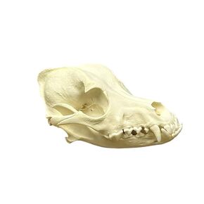 Taxidermy Real Animals Cat Skulls, Real Bones Specimen, Taxidermy Supplies for Science Education, Special Gift (1Psc Cat Skull) in Kuwait