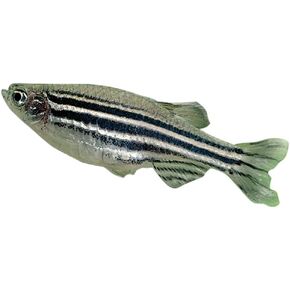 Carolina Zebra Fish (Danios), Male – Pack of 3 | Ideal for Genetics & Classroom Aquariums | Active, Hardy, and Nonaggressive in Kuwait
