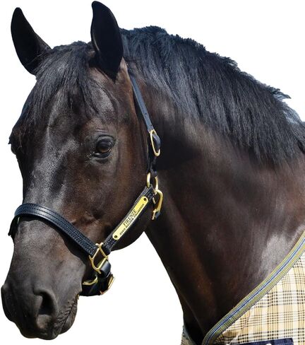 Country Pride Quiet Creek Triple Stitched Premium Leather Halter with Customizable Brass Name Plate in Kuwait