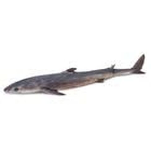 Formalin Pregnant Dogfish Shark, 27"+, Double Injection, 1 Per Bag in Kuwait