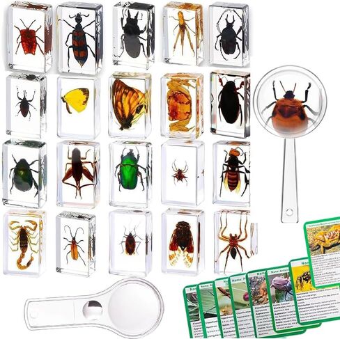 20 قطعة من الحشرات في مجموعة عينات الحشرات المحفوظة من الراتنج، أوزان الورق، حشرات الراتنج، عينات مختلفة من الحشرات للمكتب، والرجال، والنساء، وعلم الأحياء، ومدرس العلوم، والتعليم، ومستلزمات جمع الحشرات in Kuwait