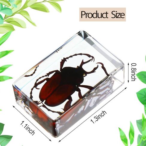 20 قطعة من الحشرات في مجموعة عينات الحشرات المحفوظة من الراتنج، أوزان الورق، حشرات الراتنج، عينات مختلفة من الحشرات للمكتب، والرجال، والنساء، وعلم الأحياء، ومدرس العلوم، والتعليم، ومستلزمات جمع الحشرات in Kuwait